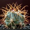 Ferocactus_grandiflorus